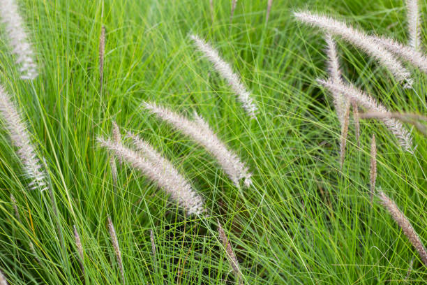 istock Fountain grass or pennisetum alopecuroides 1488983680