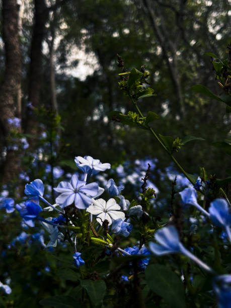 Shown is a small field of blue flowers with lush foliage.