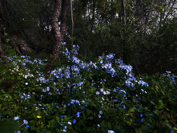 Shown is a small field of blue flowers with lush foliage.