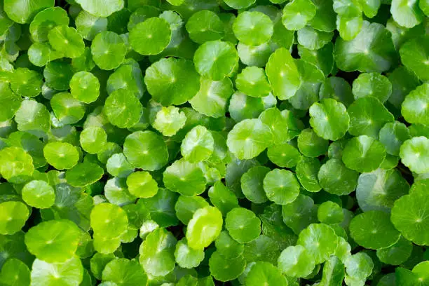 Fresh green centella asiatica leaves