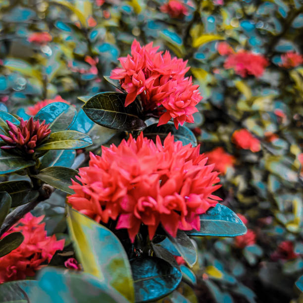 Red Indian asoka flowers in the garden