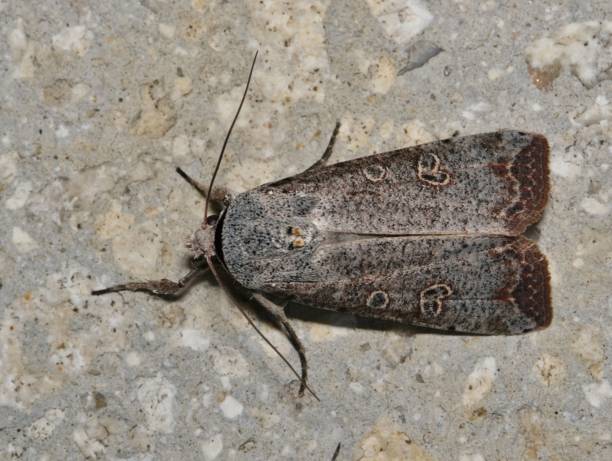 istock Green Cutworm Moth (Anicla infecta) dorsal view on a cement wall exterior. 1488985896