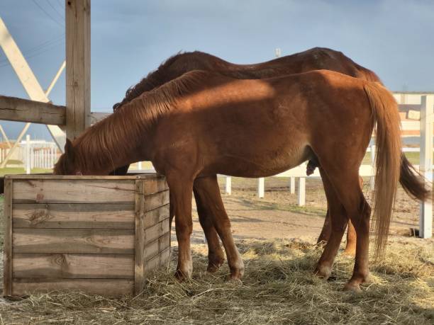 istock Horses in the paddock landscape 1488988275