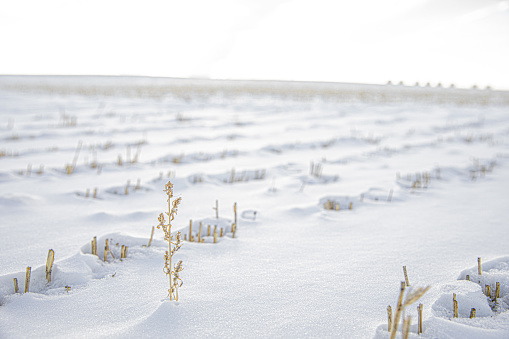 An field of hays has been harvested and covered by snow. Most of the hay has been harvested. Only one of the hays left.