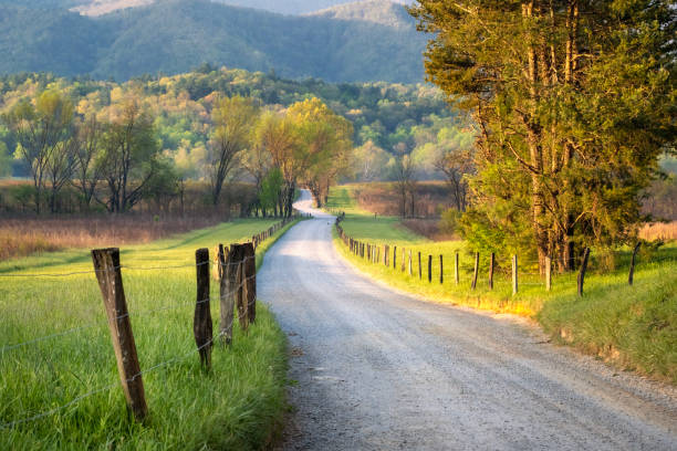 Morning light shines upon Cades Cove's winding road