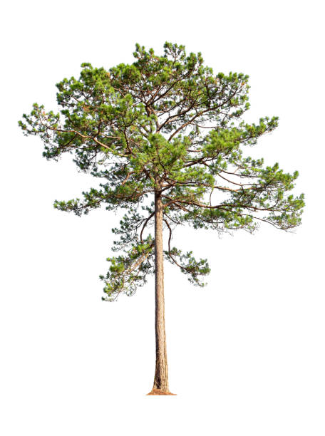 istock Tropical  plant bush shrub green pine tree  on isolated on white background with clipping path. 1488989710