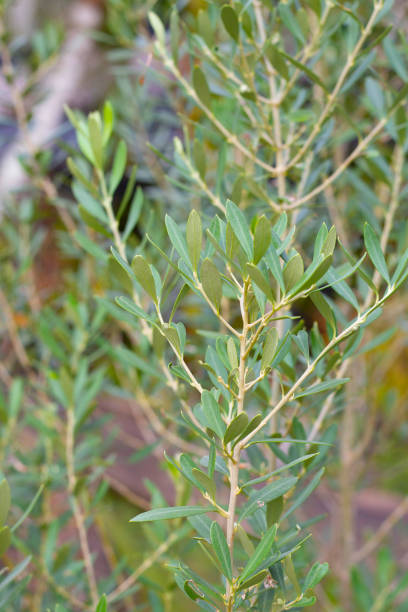 istock Olive tree in the garden 1488989992