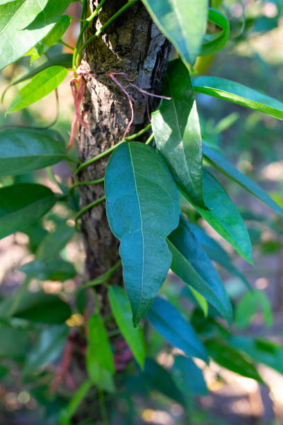 istock Tiliacora triandra leaves. Green leaf herb 1488990173