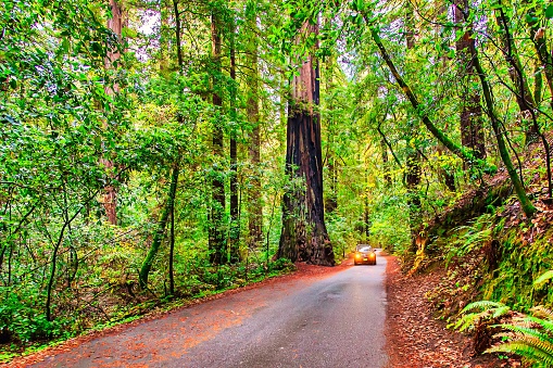 Guerneville, United States - November 12 2011 : a road for visitors surrounded by huge sequoia trees in the redwoods forest of Russian River near the Pacific coast