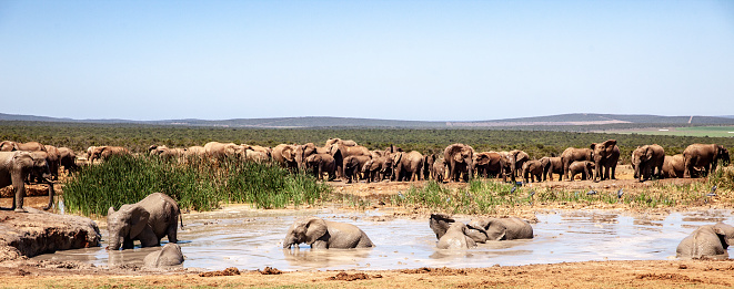 Horde of elephants next to a water pond