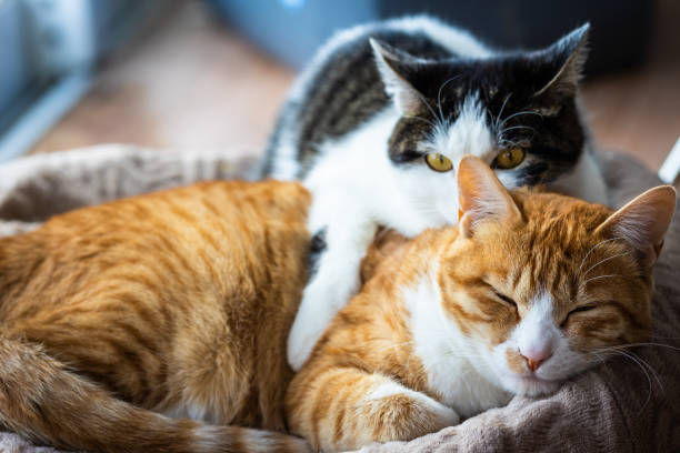 istock Sleepy loving cats resting together 1488994191