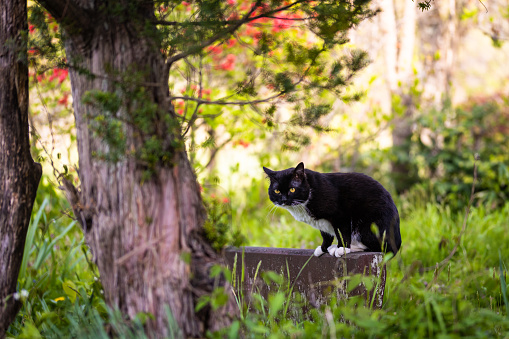A black and white cat enjoying its freedom exploring in nature.