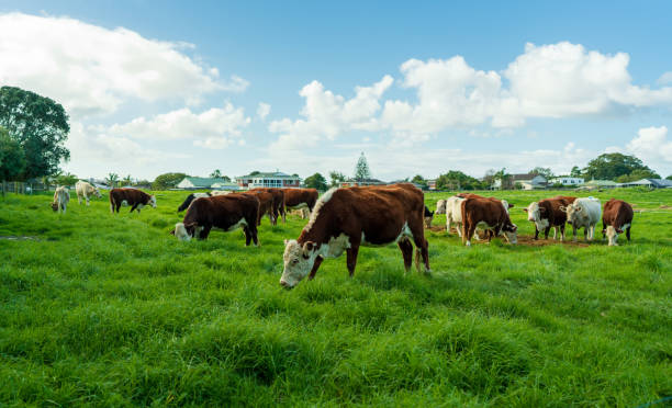 Cows grazing in a green field
