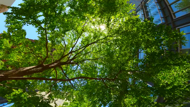 Looking up and moving through a business district of high-rise buildings lined with fresh green street trees