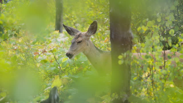 A roe deer standing between the trees and bushes