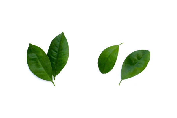 istock Citrus leaves on a white background. Top view 1488999344