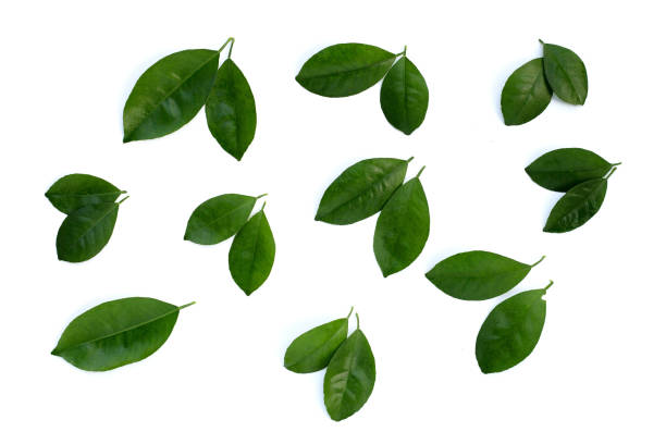 istock Citrus leaves on a white background. Top view 1489002046