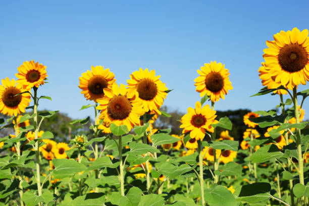 istock Sunflower field with blue sky. Beautiful summer landscape. 1489002116