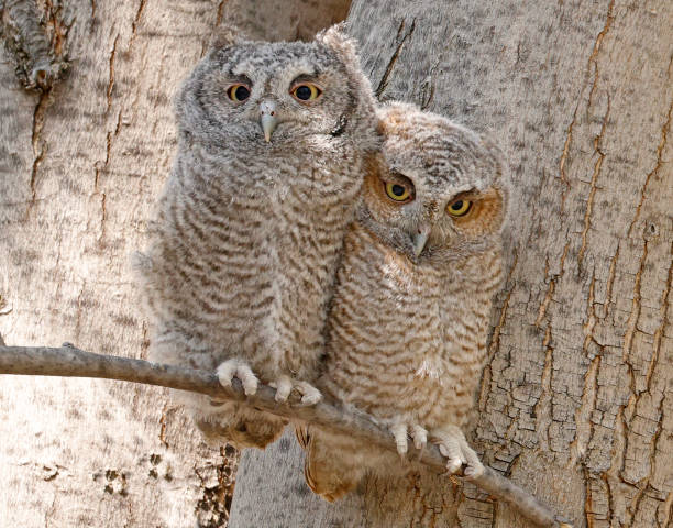 istock Eastern screech owl babies perched on a tree branch, Quebec, Canada 1489002387