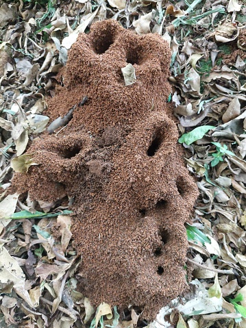 an ant nest with lots of holes. small animal life