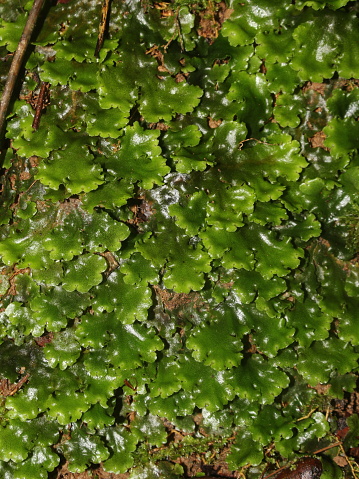Liverworts growing in the tropical cloud forests of Costa Rica