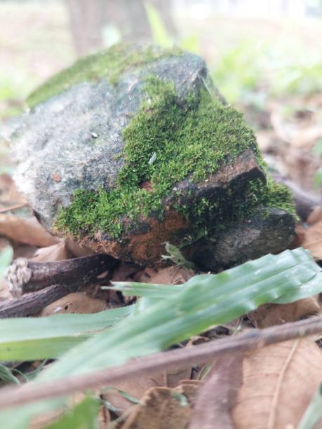 natural stone overgrown with green moss. Moss plants are a group of small plants that are included in Bryophytina.