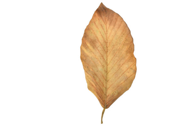 istock Dry leaf isolated on white background with path.Texture of dry leaf 1489007040