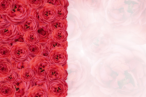 inside left red roses flower bouquet on blur red and white roses flower on white background, nature, fashion, gift, decor, copy space