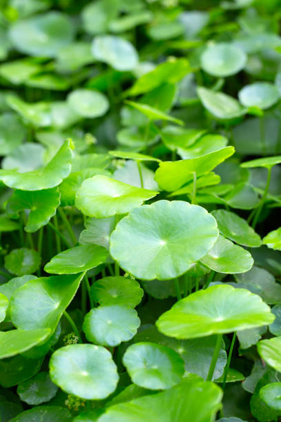 istock Centella asiatica (gotu kola). Fresh green leaves herb background. 1489010857
