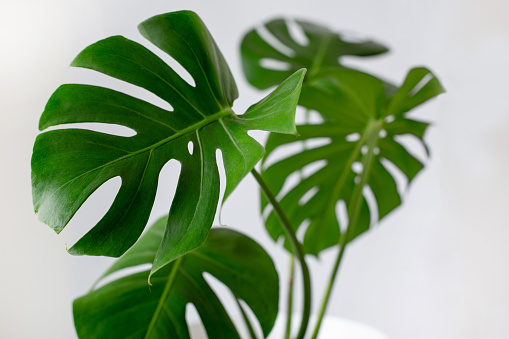 Potted monstera isolated on white background, capturing trophic leaves or houseplants.