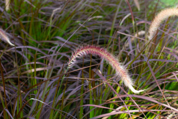 istock Fountain grass or pennisetum alopecuroides 1489011900
