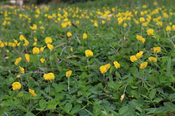 istock Ground covered with pinto Peanut (Arachis pintoi) plants with flowers 1489012613