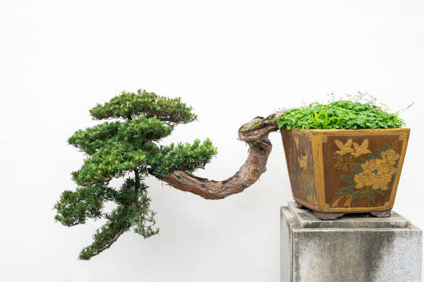 istock Bonsai tree against white wall in a park 1489013307