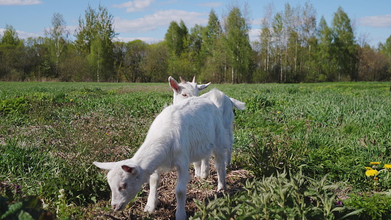 little white goat on a green meadow in summer