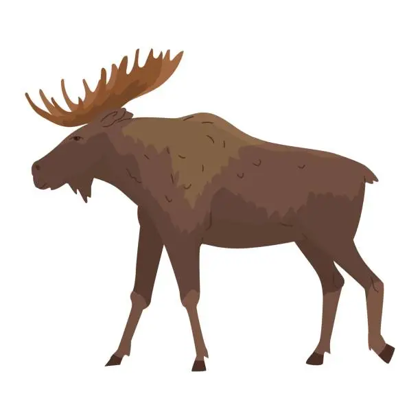 Vector illustration of Large, wild, forest elk with branched horns. Vector illustration. Animal in the wild. King of the Forest. Isolated object on white background.