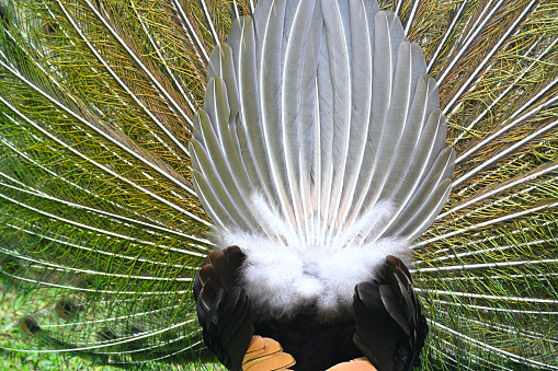 The peacock is flapping its tail visible from behind