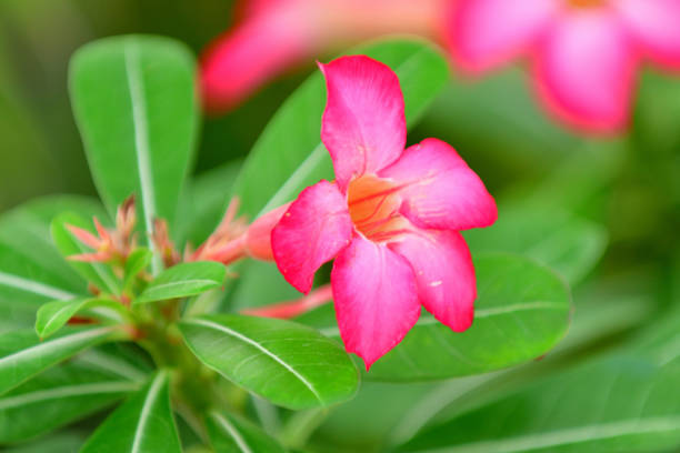 Adenium obesum, commonly known as the desert rose, is a perennial flowering plant. It is very beautiful plant and is known by its deep red flowers, blooming in spring, and a swollen succulent stem.