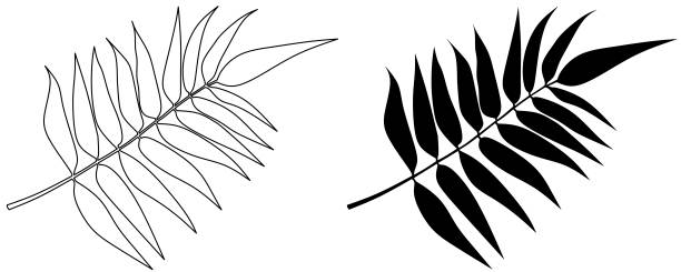 silver fern leaves icon outline silhouette silver fern leaves icon set koru pattern stock illustrations