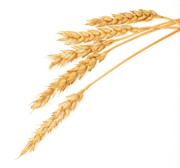 Wheat on white stock photo