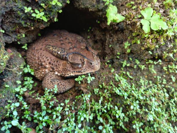 istock the frog sleeps in the hole 1489025565