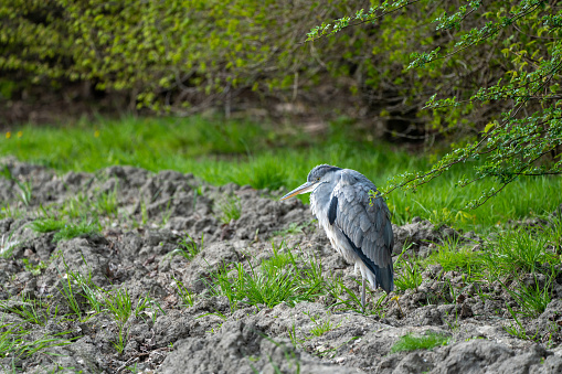 This heron is waiting for an snack in the meadow