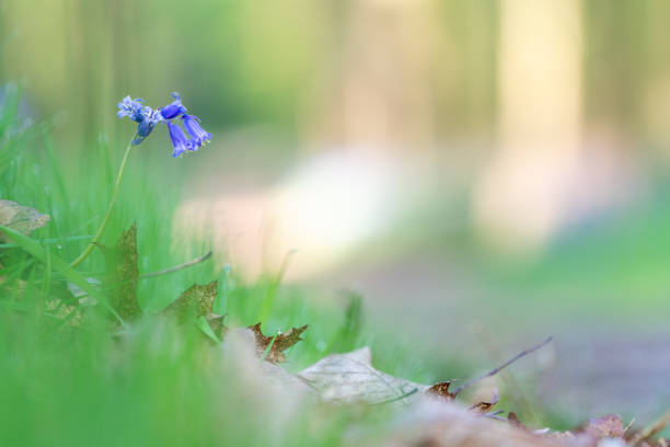 in the forest you have trees and bluebells on the ground in spring time