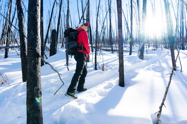 istock Hiking through charred lodgepole pines, Jasper National Park 1489030126