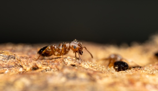 A macro of an ant on the ground