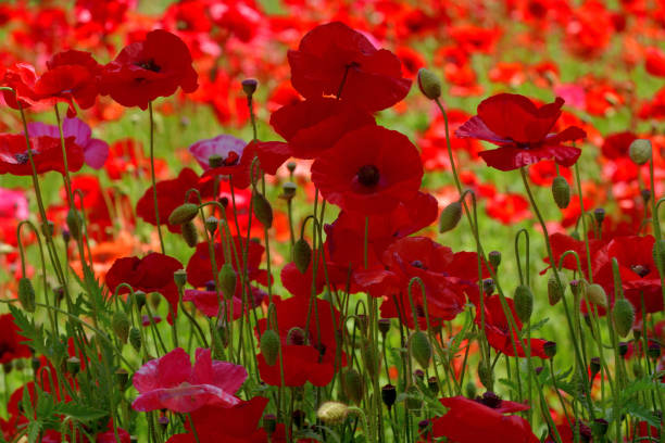 istock Shirley Poppy Flower 1489031297