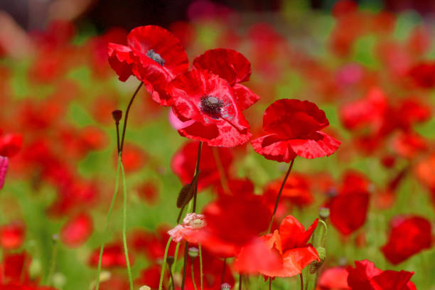 Shirley poppy is an annual flower with large, silky bloom atop straight stems.