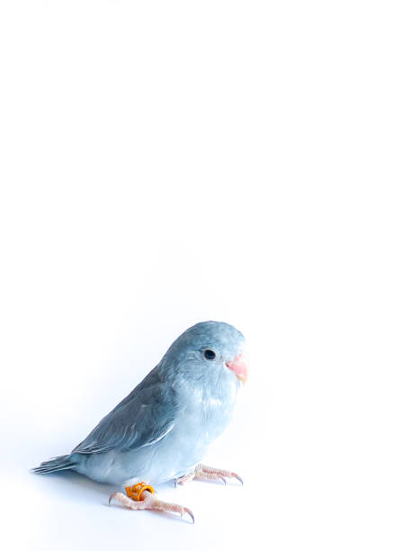 istock Forpus baby parrot bird on the white background 1489031346