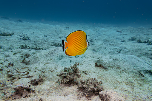 Weibel's butterflyfish swim underwater in deep blue sea with sea sand and fish and coral reef landscape in blue water background