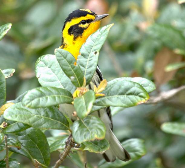 istock Yellow and black Blackburnian Warbler bird perched on a tree in a beautiful outdoor setting 1489032641