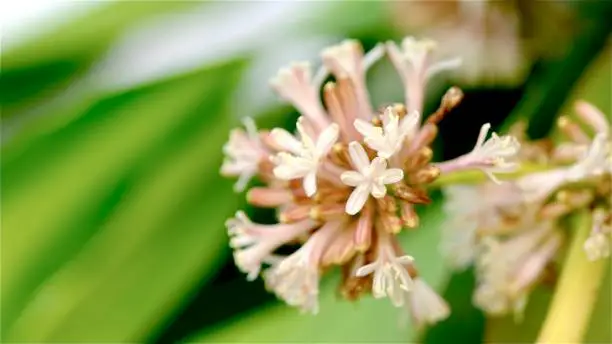 Selective focus dracaena fragrans (cornstalk dracaena) blossom in the garden.